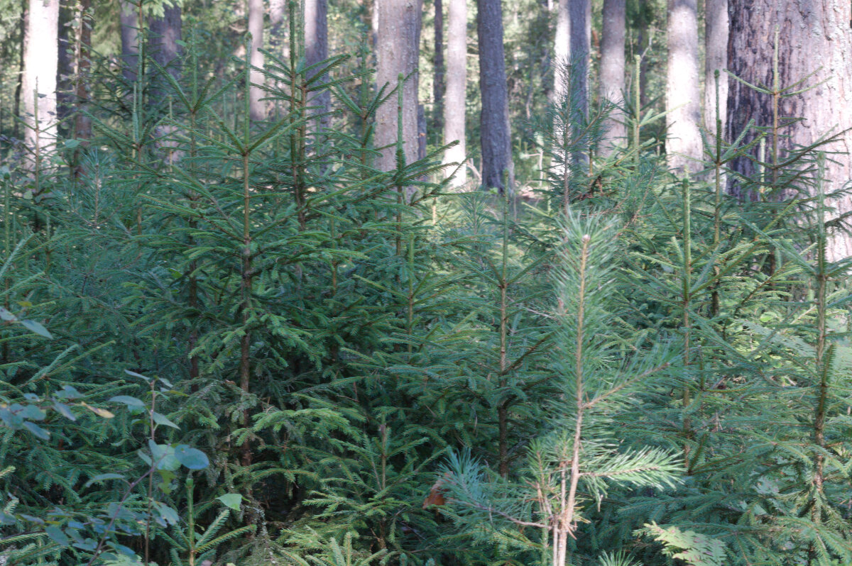 лес - Александр Малюгин