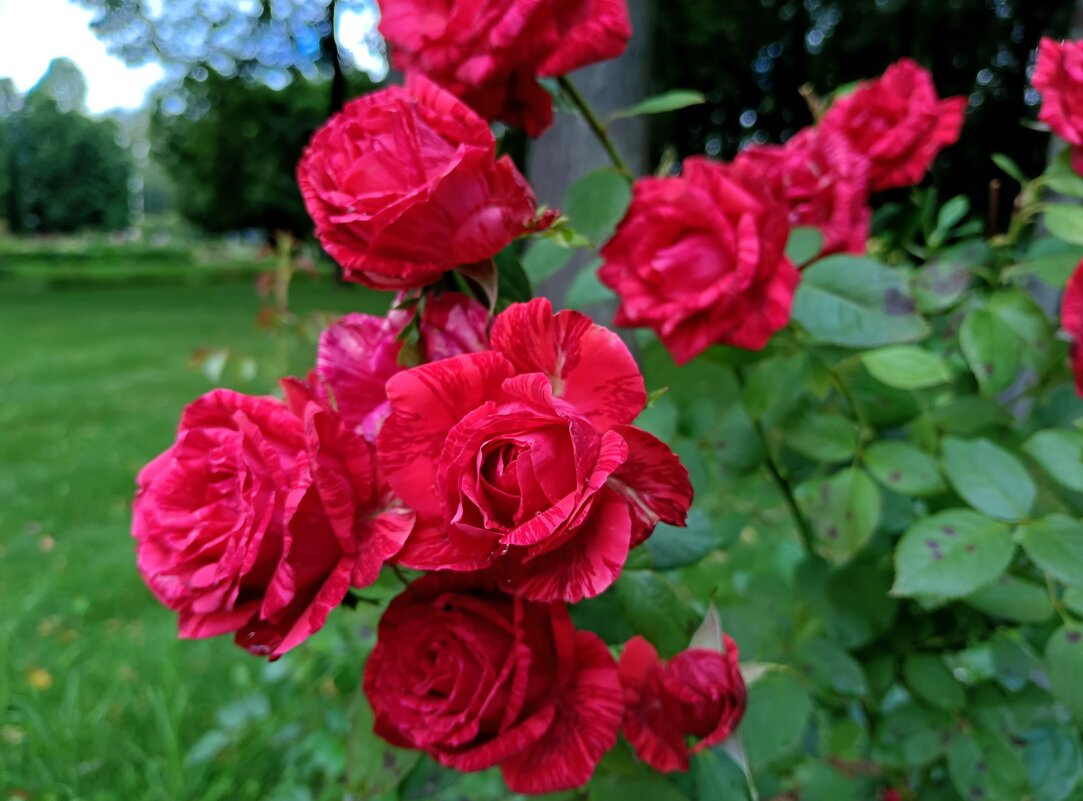 Красота уходящего лета... - Мария Васильева