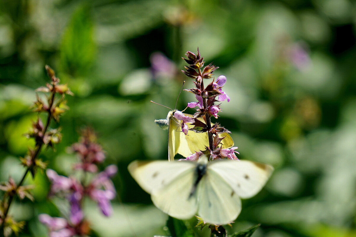 из снятого вчера 3 - Александр Прокудин