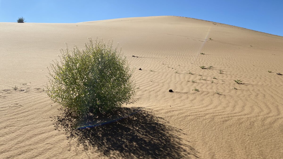 Пустыня - Елена Рекк Пустыня - Елена Рекк