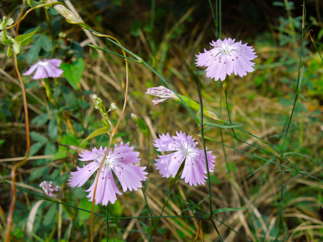 Гвоздика полевая - Татьяна Машошина