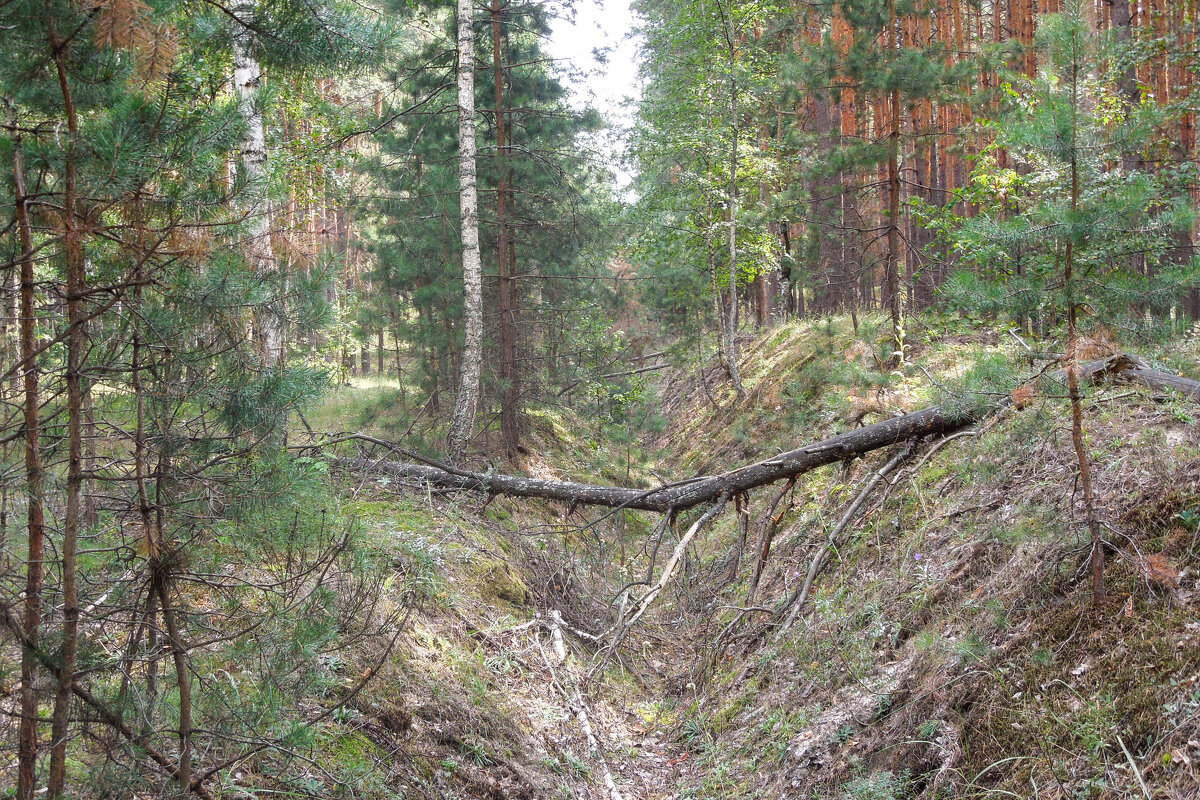 Как мы ходили в лес за грибами... - Татьяна Машошина