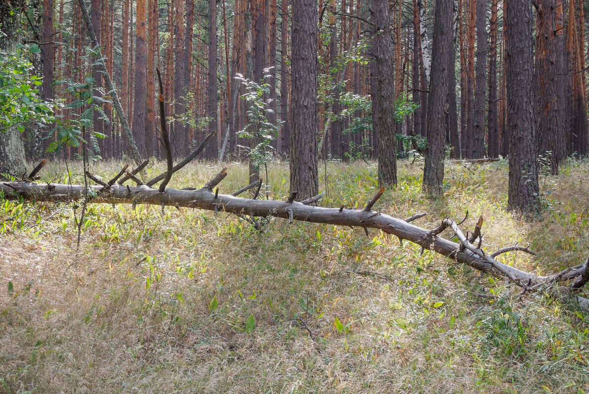 Лесными тропами в конце августа - Татьяна Машошина