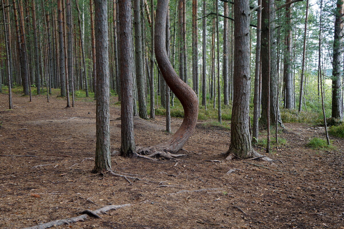 танцующее дерево - zavitok *