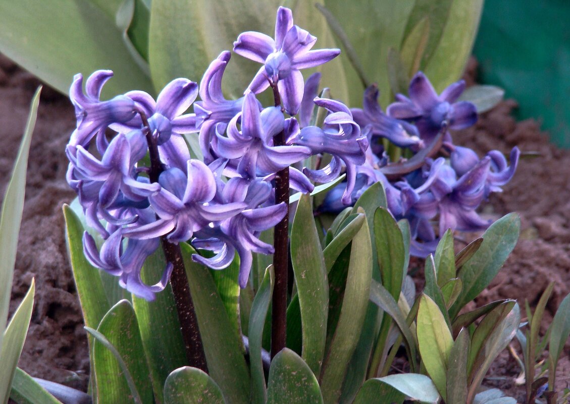 "Будет апрель!" Ю.Левитанский - Syntaxist (Светлана) "Будет апрель!" Ю.Левитанский - Syntaxist (Светлана)