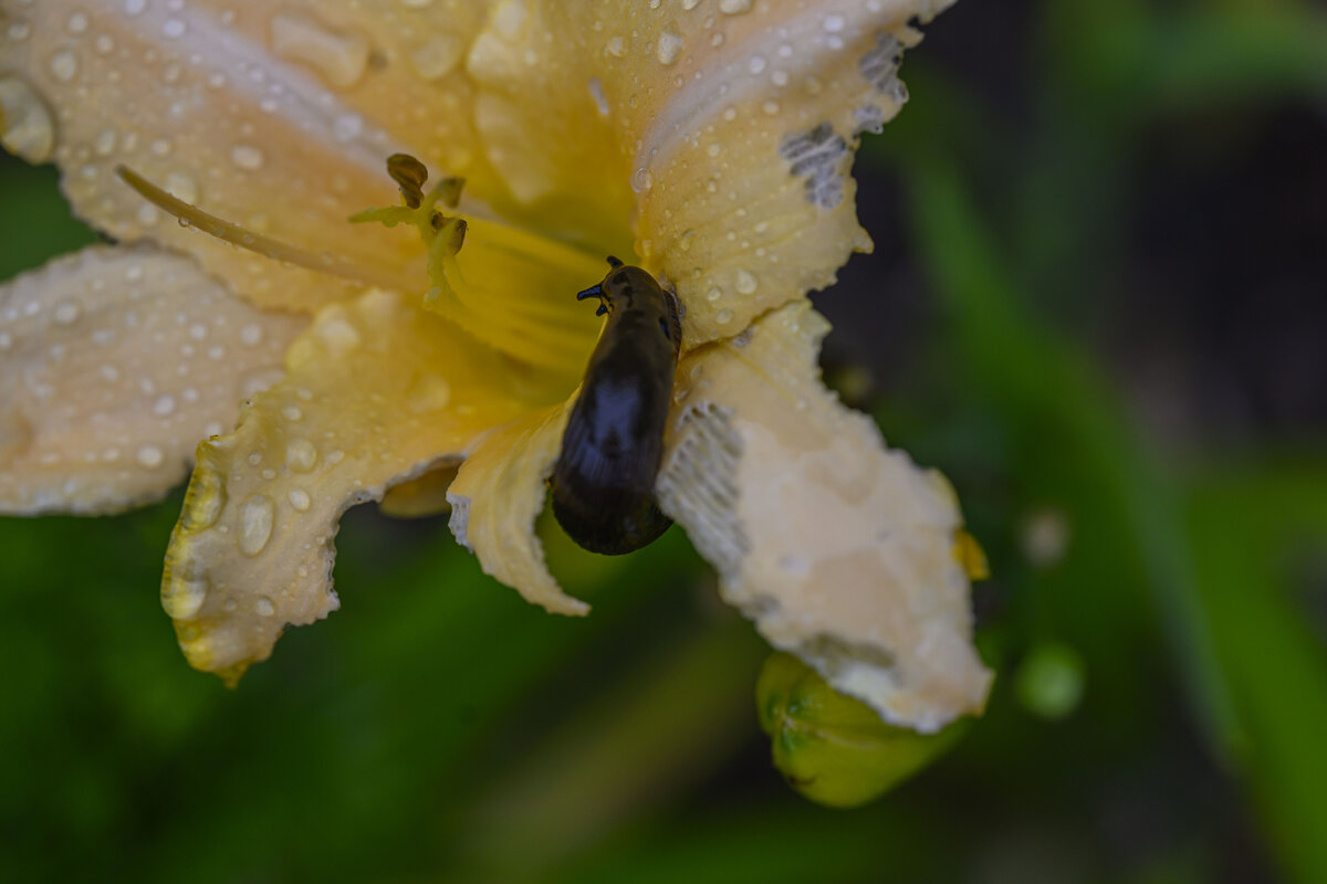 * - Осень * - Осень