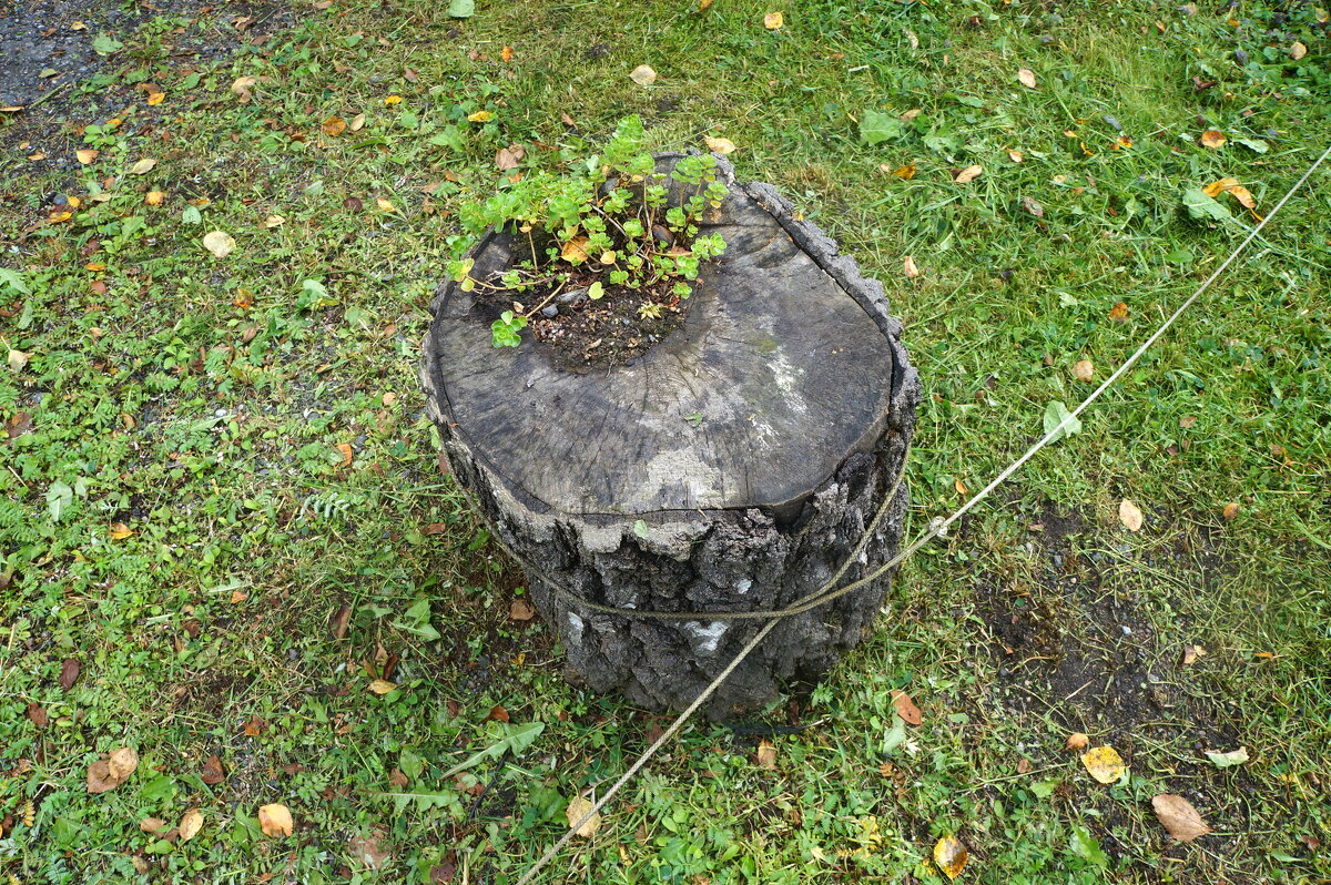 по газонам не ходить? - zavitok *