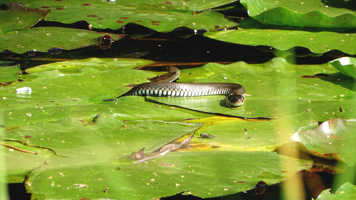*** - Елена Kазак (selena1965)