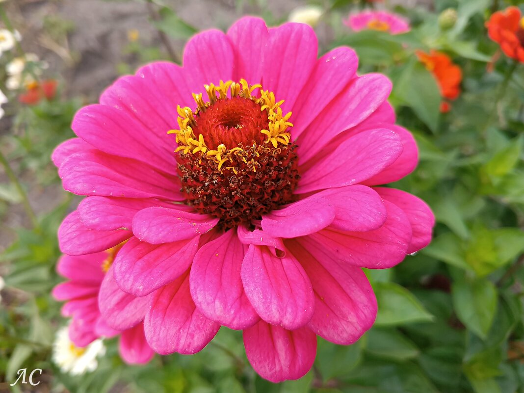 Цинния - Любовь Сахарова Цинния - Любовь Сахарова