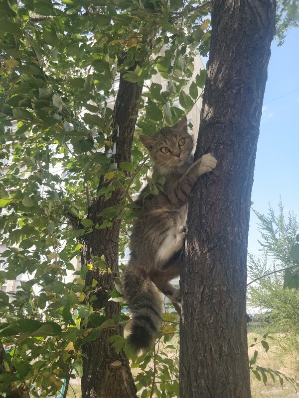 Кису загнали собаки на дерево... - Андрей Хлопонин