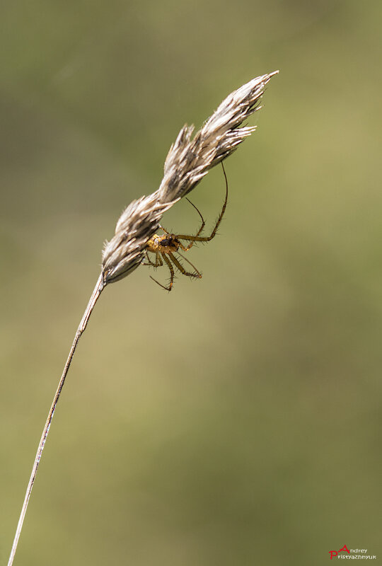 На охоте - Андрей Пристяжнюк