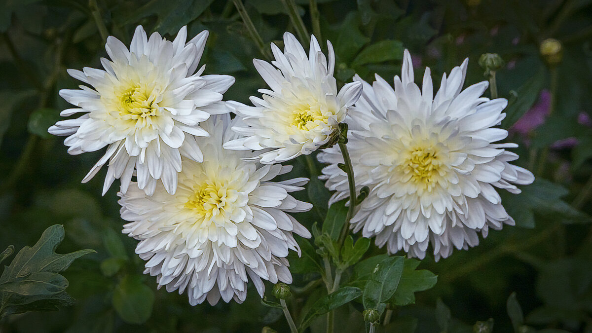 Белые хризантемы - Aleksey Afonin