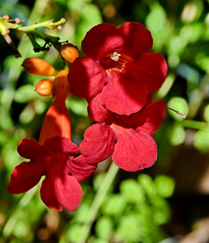 *** - Николай Саржанов