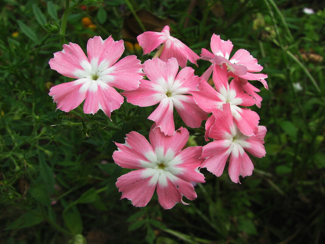 Нежная красота - Людмила Смородинская Нежная красота - Людмила Смородинская