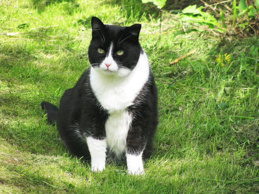 Хорошо в саду - Людмила Смородинская Хорошо в саду - Людмила Смородинская