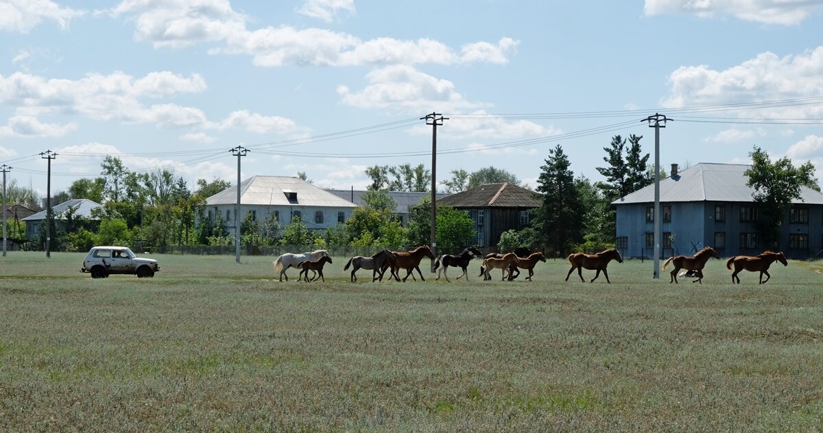 Автопастух... - Алекс Б-в