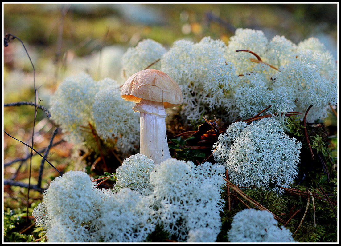 шампиьон лесной - Aleksandr Gal