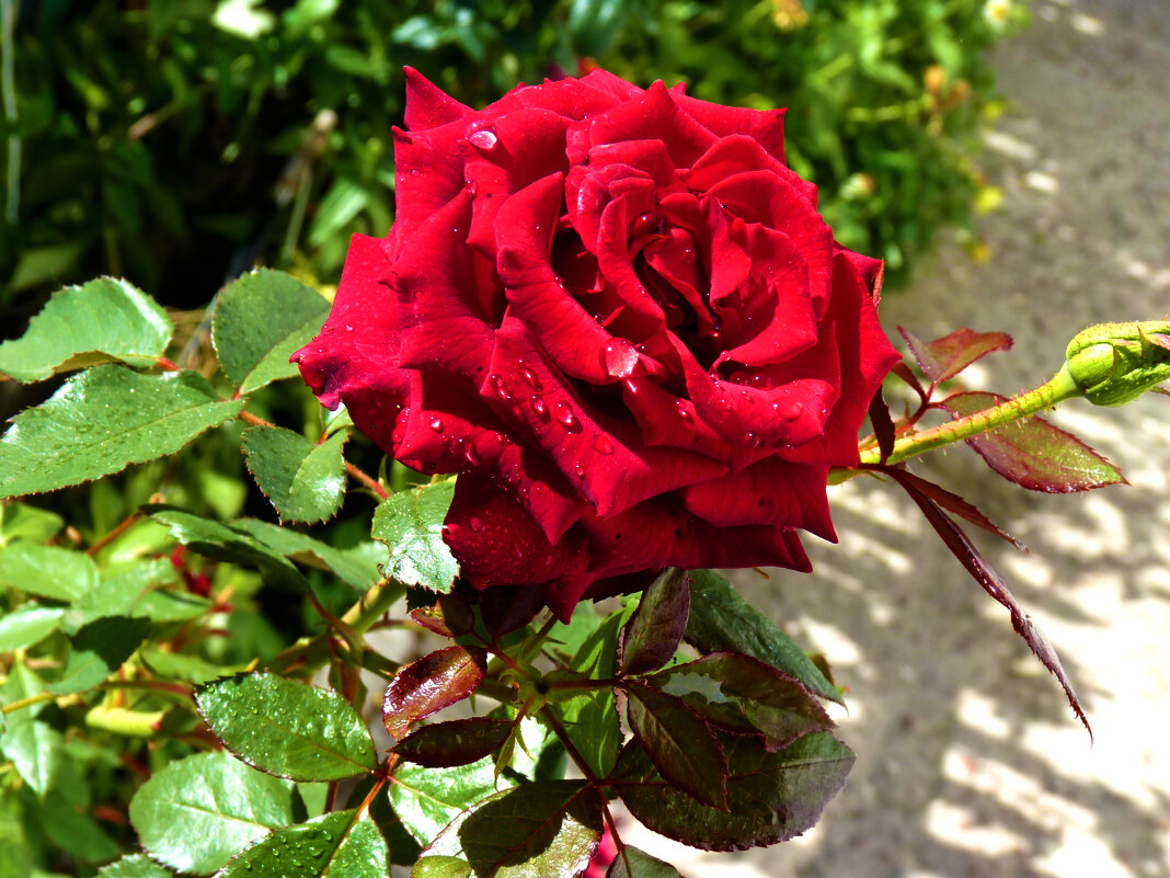 Бархатная   роза - Валентин Семчишин