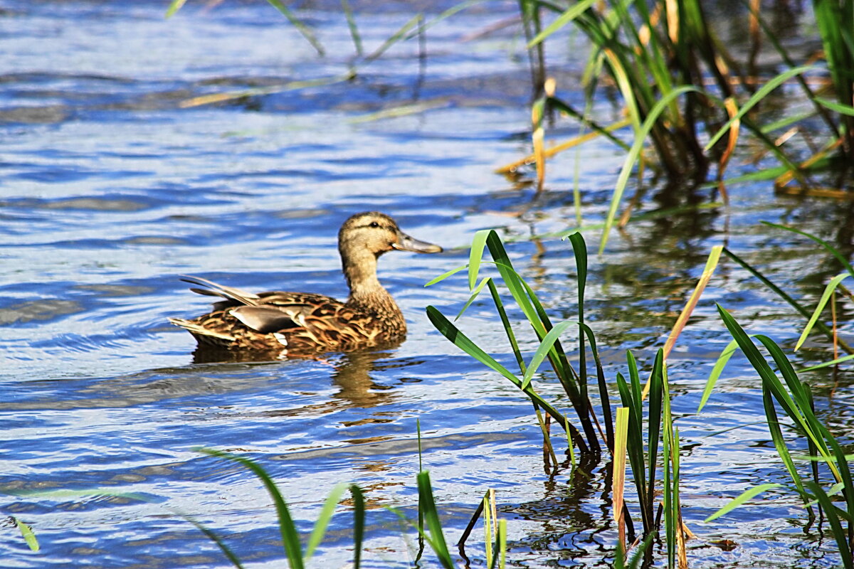 Утка в заливе р.Кама - Александр Щеклеин