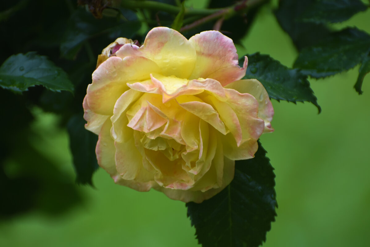 Лето в Ботаническом... Июль. - Наташа *****