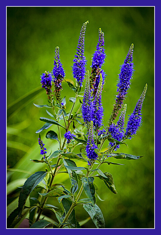 Летняя фотозарисовка - Владимир Кроливец