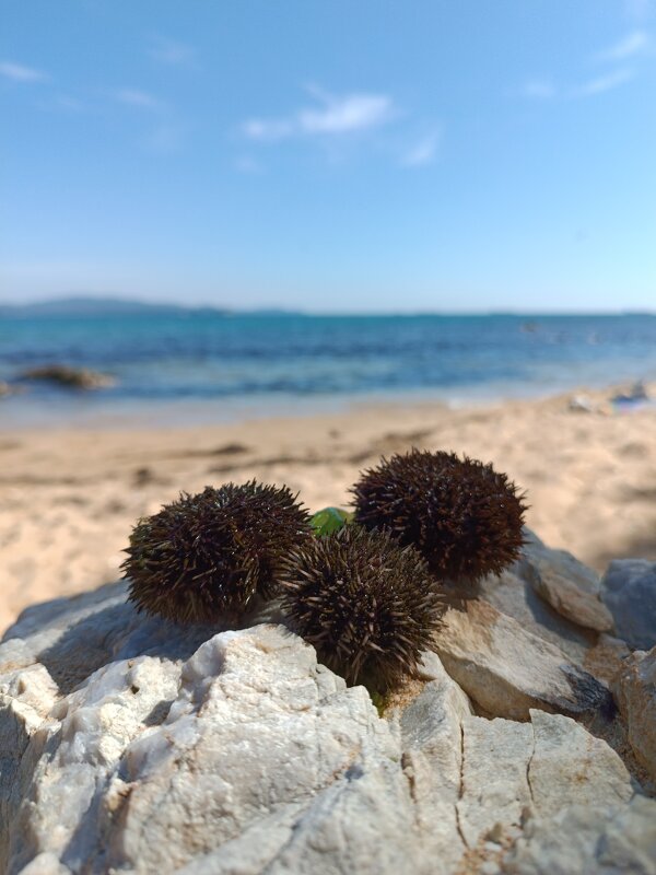 Сейчас я их съем - Елена Никитина