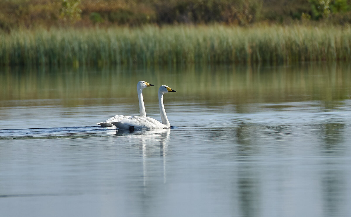 Синхронное плавание Лебеди кликуны - Игорь Шабалин