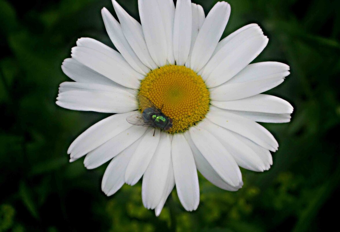 Ромашка- символ лета - Елена Семигина