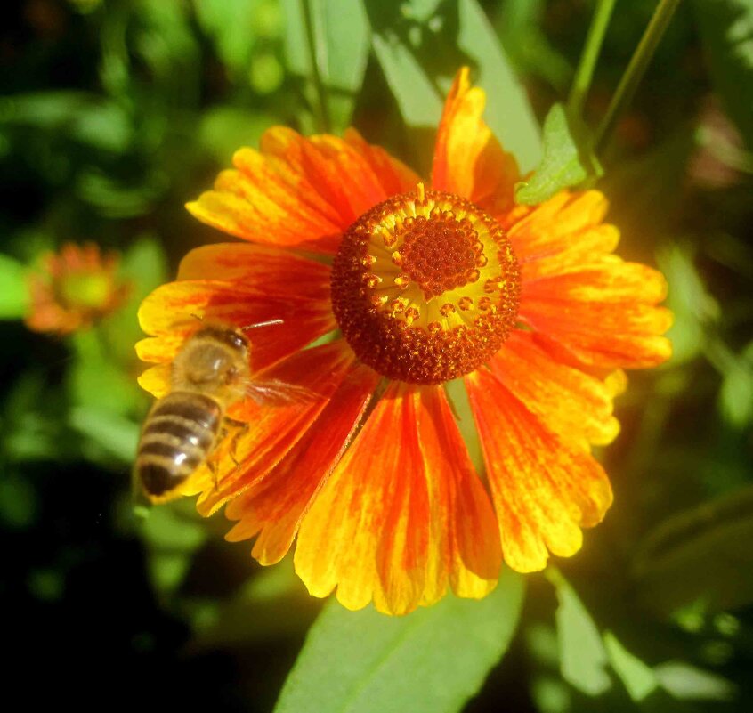 Летний - Елена Семигина