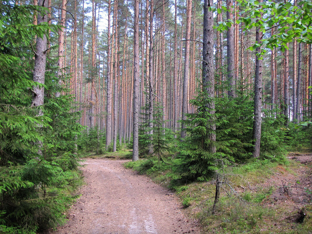 Лесная дорога - Александр Ильчевский 