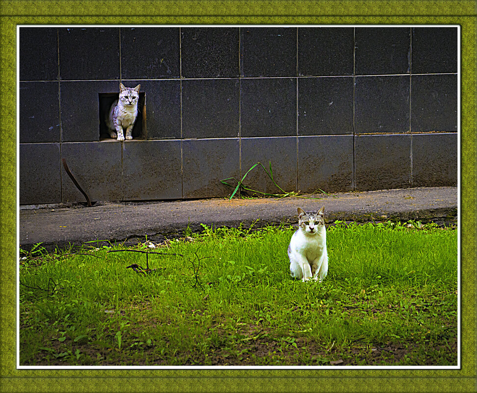 Как позируют! - Владимир Кроливец