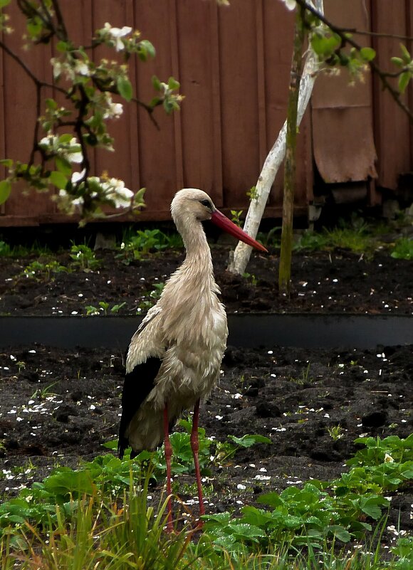 "Дачник" - Владимир 