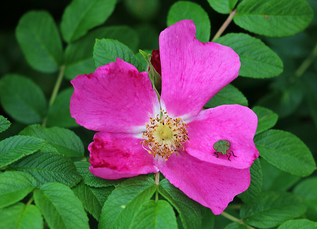 Шиповник и вонючка - Светлана 