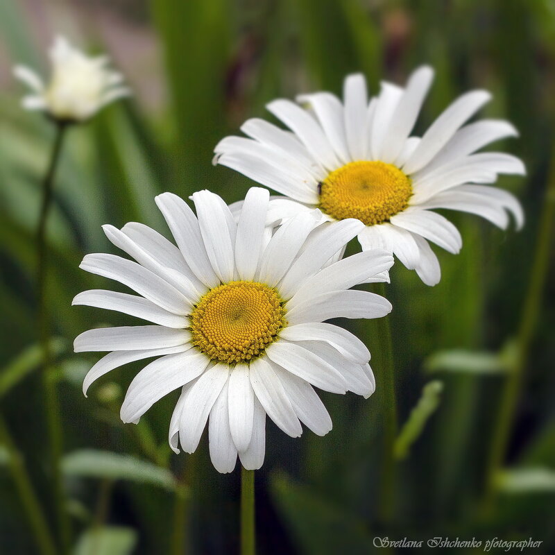 Ромашка - символ красоты и вечной любви - Светлана Ищенко