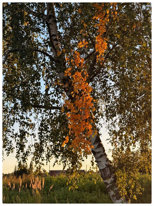 Кажется началось - someone somewere