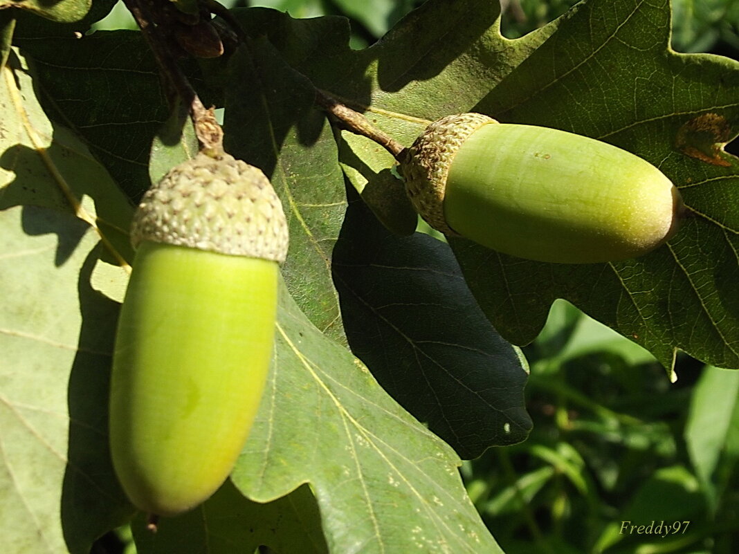 Жёлуди - Freddy 97