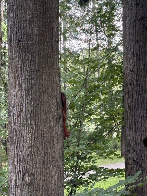 В Ботаническом саду - Ирэн 