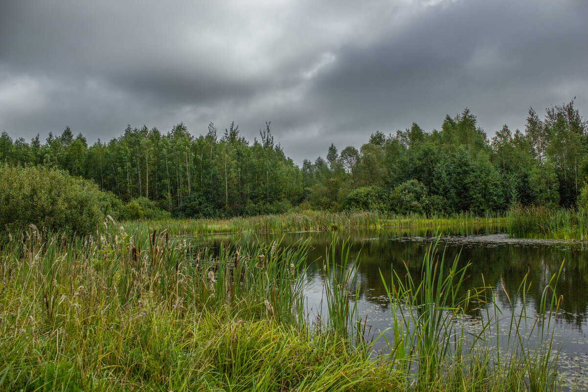 Лесное озеро. - Михаил "Skipper"