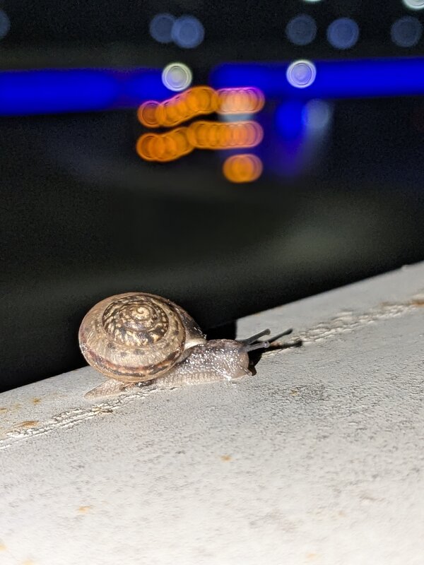 Улитка - Оксана Я