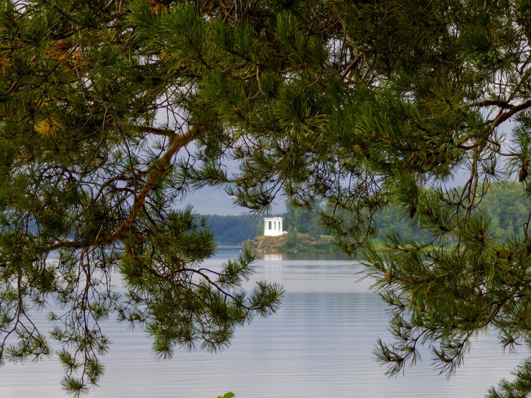 Взгляд через ветви. - Сергей Адигамов