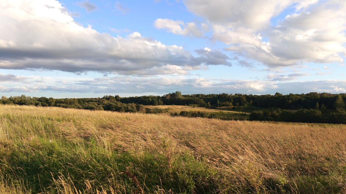 Поле - Артем 