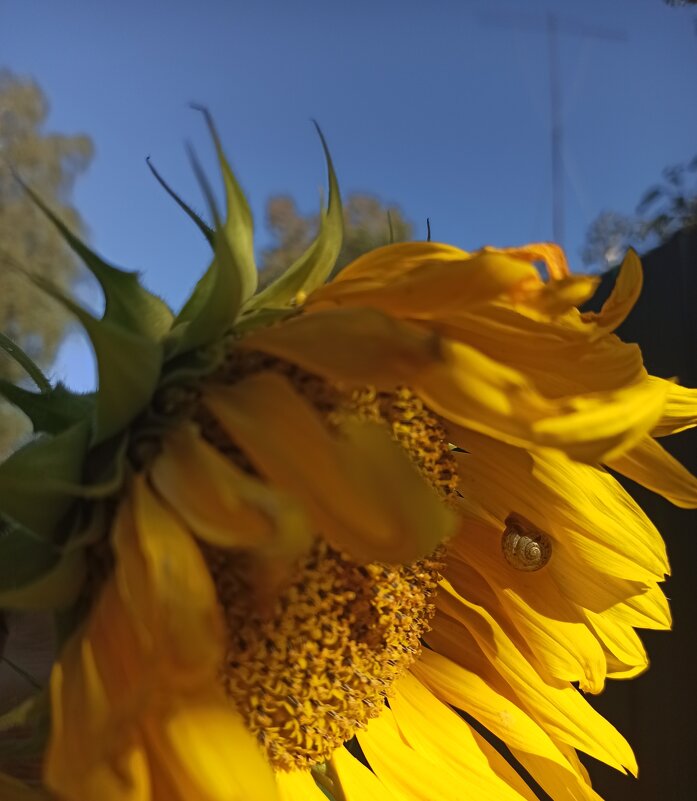 Рекорд! - veilins veilins