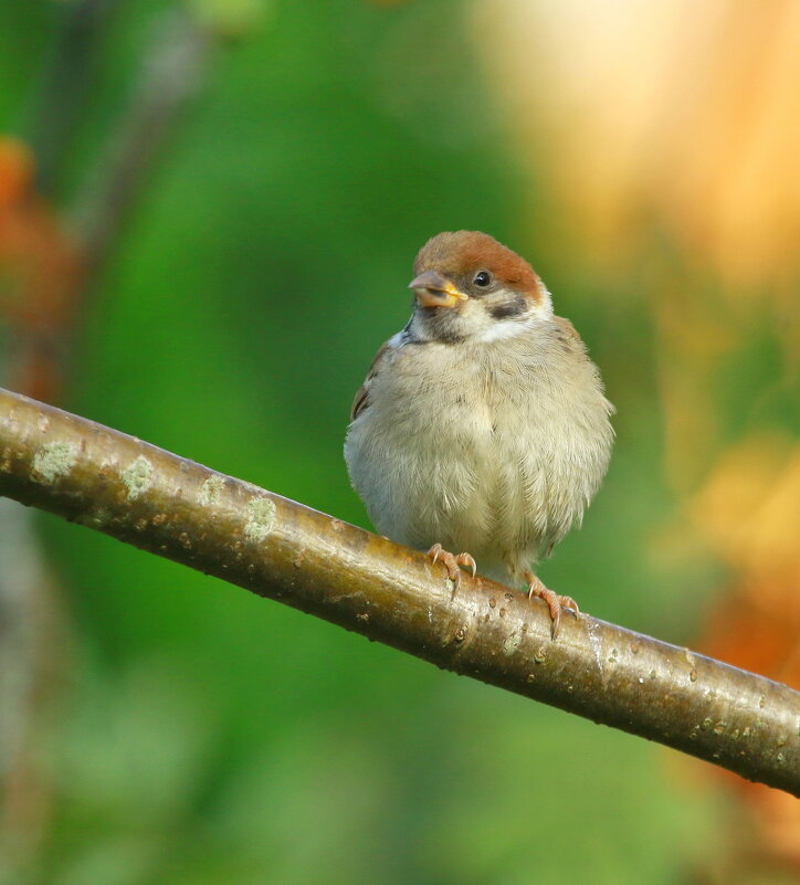 малыш - Andrey Bragin 