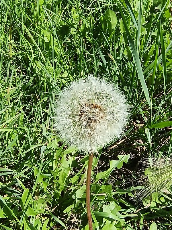 "Парашютисты перед полетом' - Редкий Гость