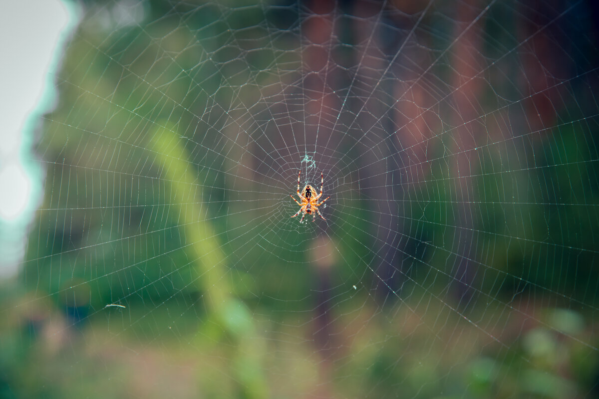 Ловец - Aleksey Zaikin