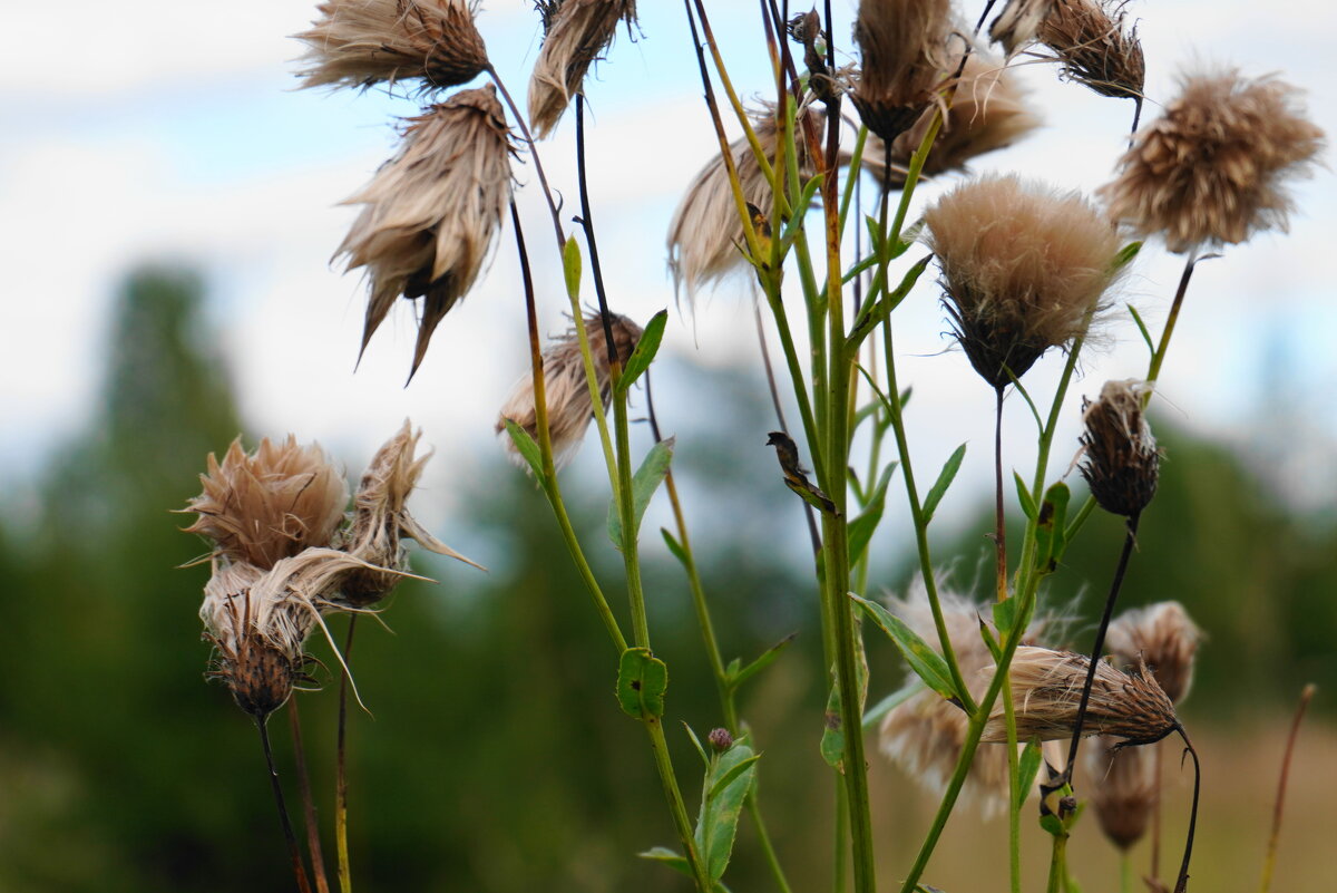 Приметы осени - Сергей Ц