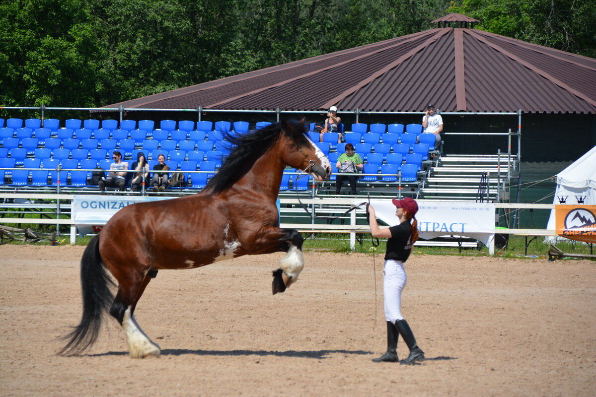 Международная конная выставка "Иппосфера" 2025 - Николай 