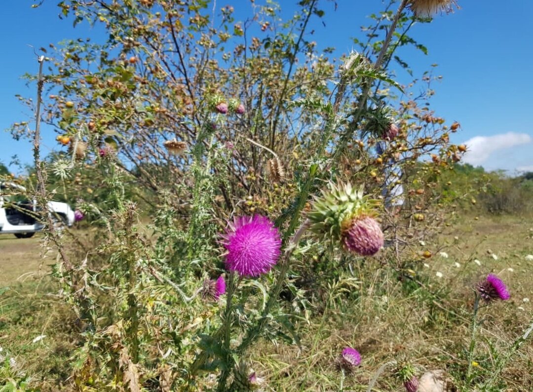 ЛАГО-НАКИ - Tata Wolf