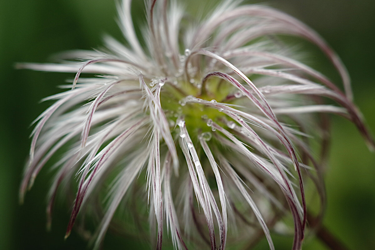 Причесон - Kventin Natabos 