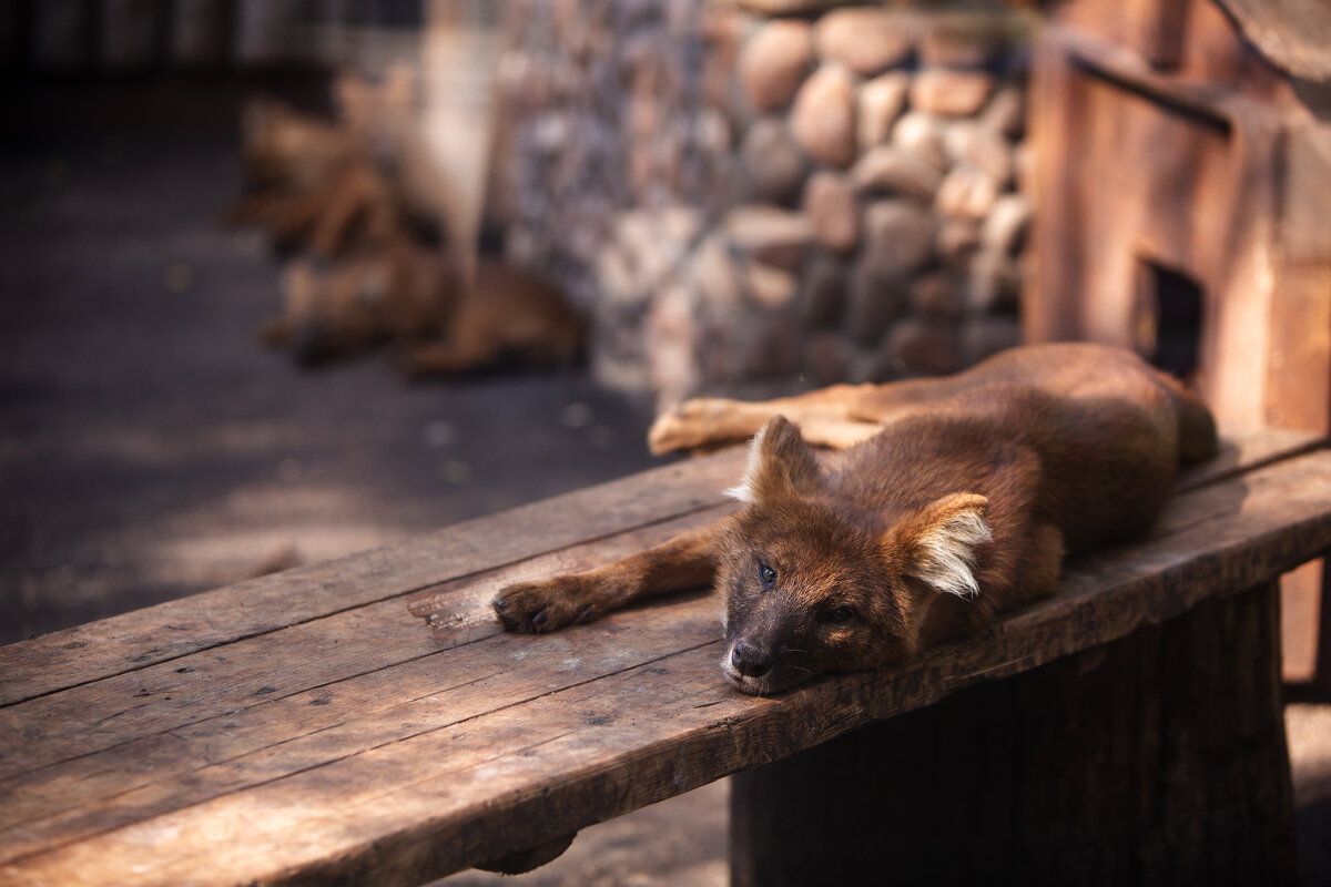 Зоопарк Лимпопо - Сергей Хабибула